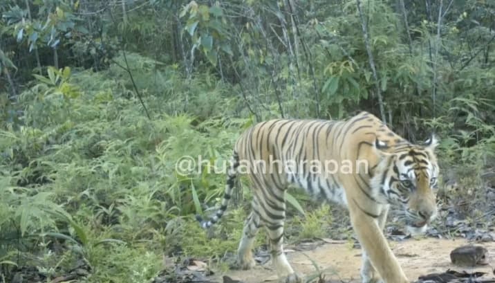 Harimau Sumatra Terekam Kamera Jebak di Hutan Harapan, Identifikasi Masih Berlangsung
