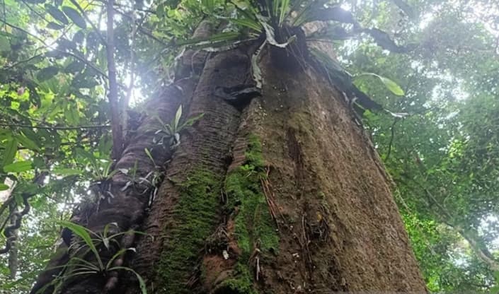 Taman Nasional Kutai Memperkuat Upaya Pelestarian Enam Flora Penting untuk Jaga Ekosistem Hutan Tropis