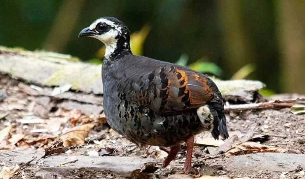 Puyuh Gonggong Biasa Berpotensi Menjadi Fauna Khas Bumi Pandalungan dan Didorong Segera Dilindungi