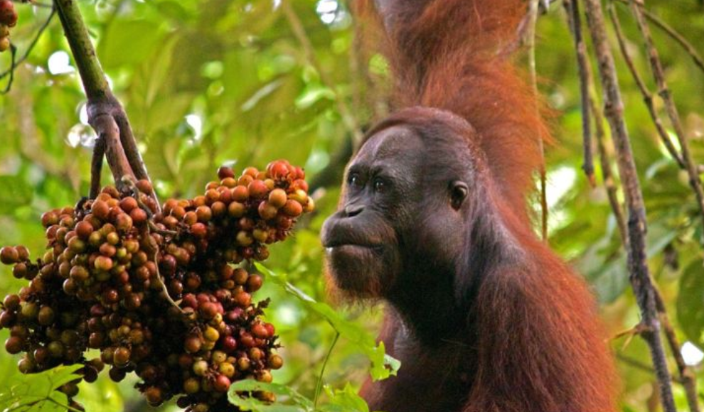 Taman Nasional Kutai Menawarkan Ekspedisi Alam untuk Mengenal Orangutan Endemik di Habitat Aslinya