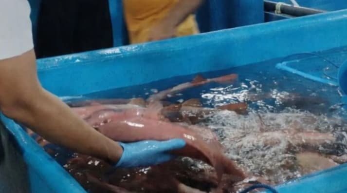 Indonesia Kembali Peroleh Akses Ekspor Perikanan Budi Daya ke Pasar Uni Eropa