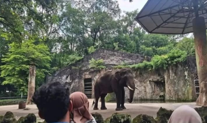 Taman Margasatwa Ragunan Gratiskan Tiket Masuk dan Gelar Kuis Berhadiah Sambut HUT ke-499 Jakarta