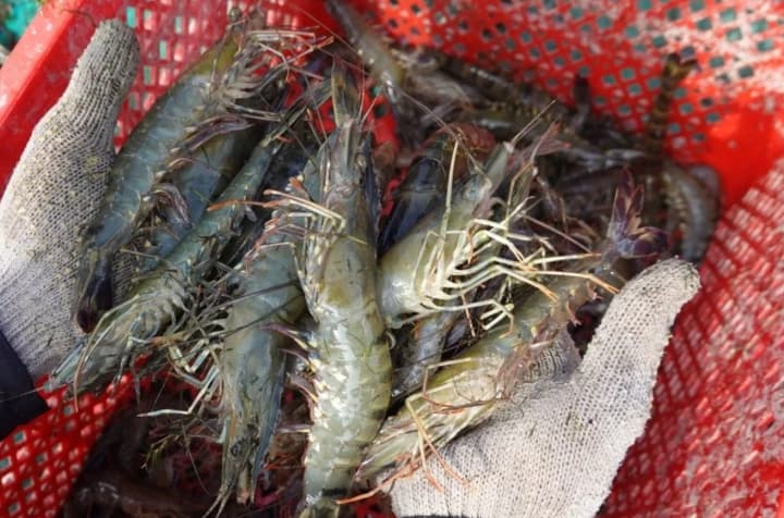 Tambak Ramah Lingkungan di Berau Buktikan Produktivitas Bisa Naik Tanpa Merusak Mangrove