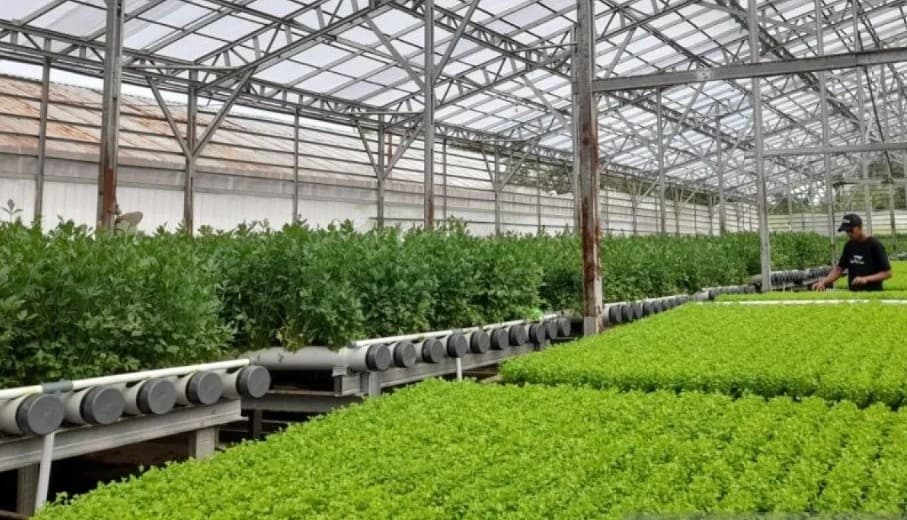 Pemprov Banten Genjot Smart Farming untuk Tarik Generasi Muda dan Percepat Regenerasi Petani