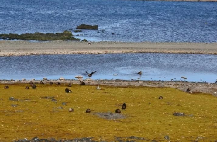 Australia Konfirmasi Kasus Pertama Flu Burung Varian H5 yang Mematikan pada Burung Migran
