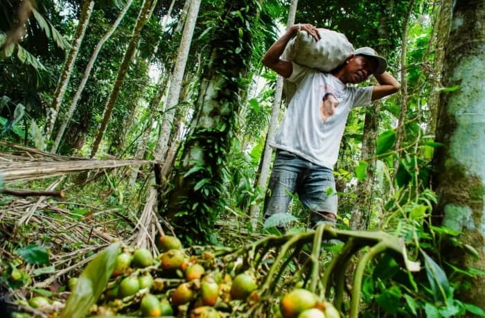 Pakar IPB Soroti Rendahnya Nilai Ekonomi Hutan, Jadi Tantangan Pemanfaatan Berkelanjutan