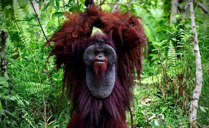 Forum Konservasi Terpadu Perkuat Perlindungan Orangutan Morio di Lanskap Keraitan Kalimantan Timur