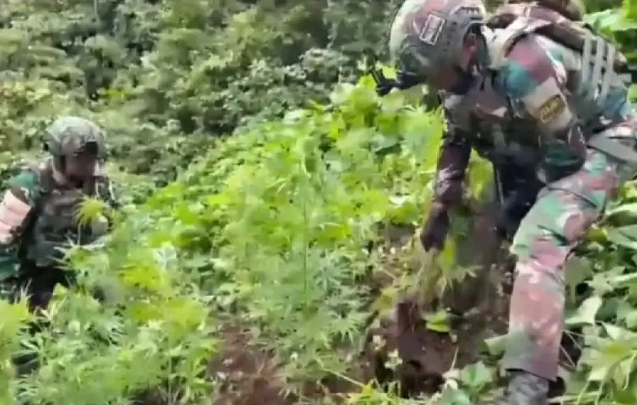Satgas Yonif 753/ATV Temukan 169 Pohon Ganja Siap Panen di Pegunungan Bintang, TNI Sebut Diduga Terkait Logistik KKB