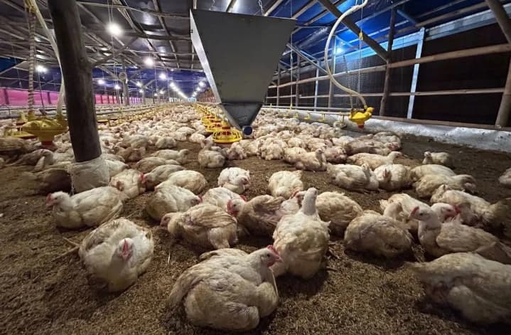 Permindo Dorong Perbaikan Tata Kelola untuk Stabilkan Harga Ayam dan Selamatkan Peternak Rakyat