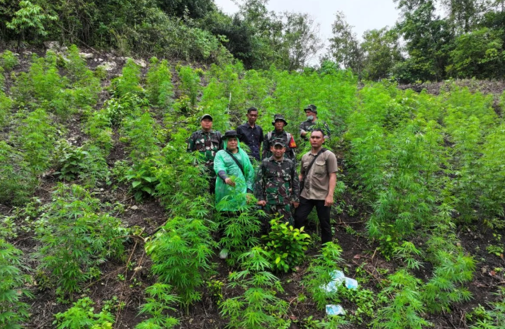 Kodim 0101/Kota Banda Aceh Temukan Ladang Ganja Seluas 2,5 Hektare di Pegunungan Aceh Besar