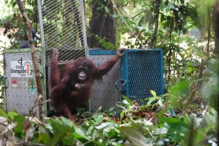 Kemenhut Lepasliarkan Lima Orangutan Kalimantan ke Habitat Alami di Taman Nasional Betung Kerihun