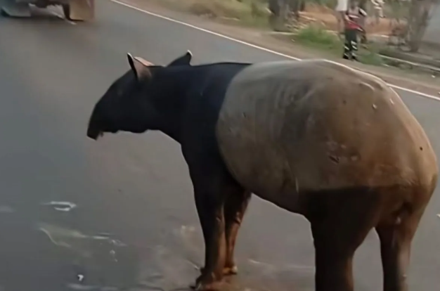 Pegiat Konservasi Dorong Pendidikan Sejak Dini usai Kasus Pembunuhan Tapir di Mesuji