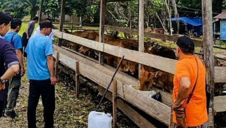 Sistem Agrosilvopastura di Kutai Kartanegara Dorong Ekonomi Warga Sekaligus Jaga Kelestarian Hutan