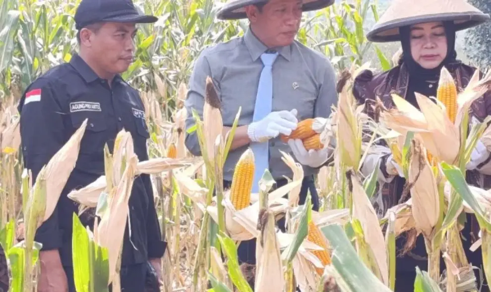 Wamenko Pangan Dorong Ponorogo Tingkatkan Produktivitas Jagung dan Padi untuk Perkuat Swasembada Nasional