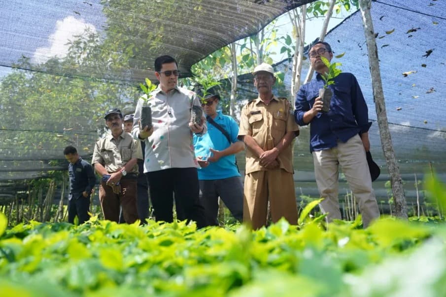 Produksi Empat Juta Bibit Arabika Gayo 3 Disiapkan untuk Pulihkan Perkebunan Pascabencana di Aceh Tengah