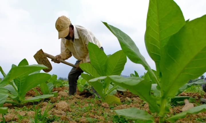 DKPPP Temanggung Salurkan Benih Tembakau Gratis 90–100 Kilogram untuk Petani pada Musim Tanam 2026