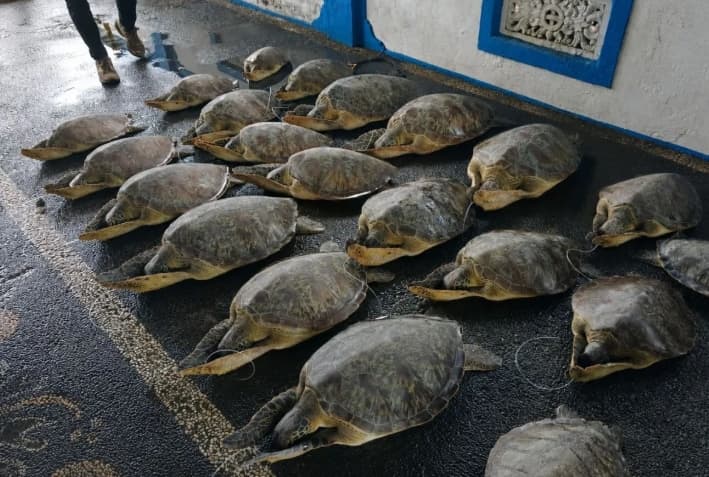 KKP Melepasliarkan 21 Penyu Hijau Hasil Sitaan Kasus Penyelundupan ke Habitat Alaminya di Bali