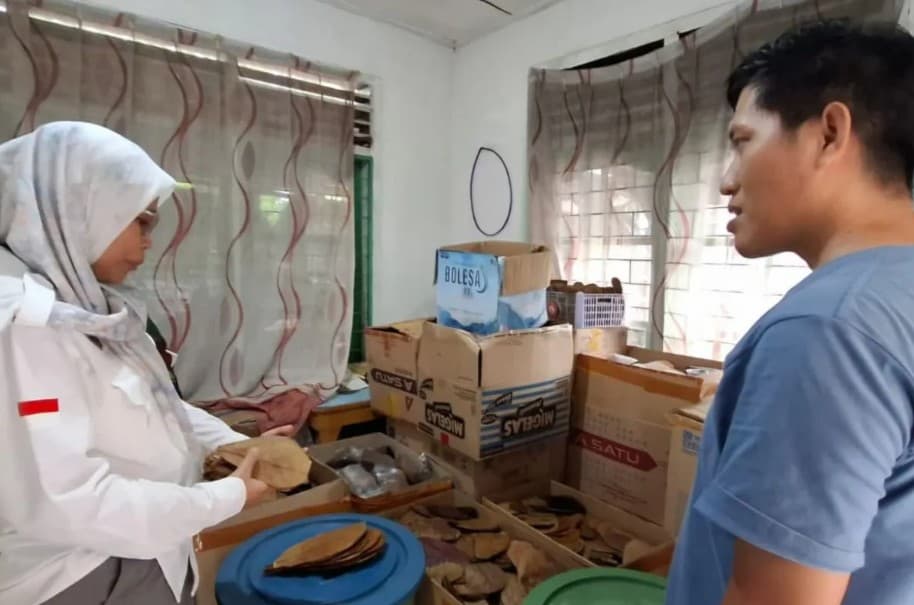 UMKM Bangka Belitung Berhasil Ekspor Ratusan Kilogram Daun Ketapang ke Amerika Serikat, Inggris, dan Jerman
