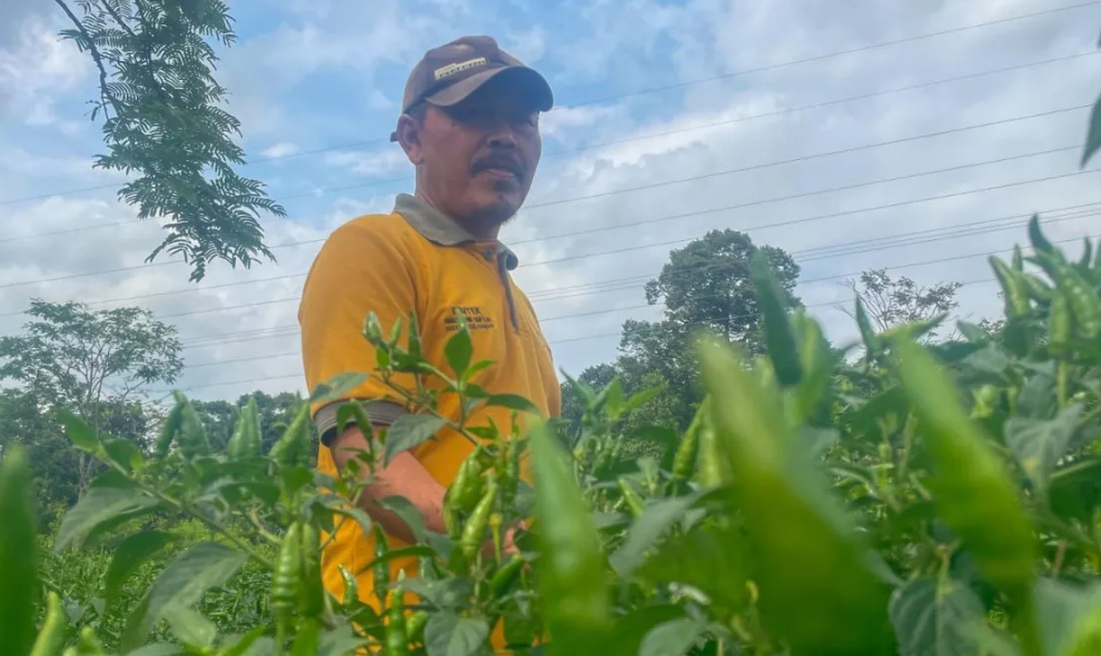 Pemkab Kuningan Alokasikan 22.588 Hektare LP2B dalam RTRW untuk Lindungi Lahan Pertanian