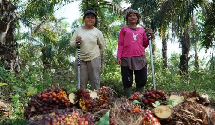 Agrinas Palma Gandeng Kementerian Koperasi Bangun Ekosistem Agribisnis Perkebunan Berbasis Koperasi