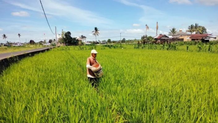 Kementan Sebut Kemarau Geser Musim Tanam Padi di Bengkulu