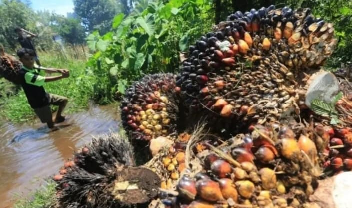IPB Kembangkan Teknologi AI dan Satelit untuk Deteksi Nutrisi Kelapa Sawit Lebih Presisi