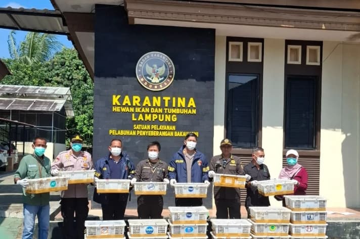 Karantina Lampung Sebut Pelabuhan Bakauheni Masih Jadi Titik Rawan Penyelundupan Satwa Liar