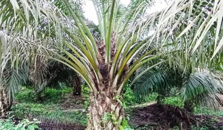 Pakar Nilai Pemeliharaan dan Evaluasi Kebun Menjadi Kunci Menjaga Produktivitas Sawit