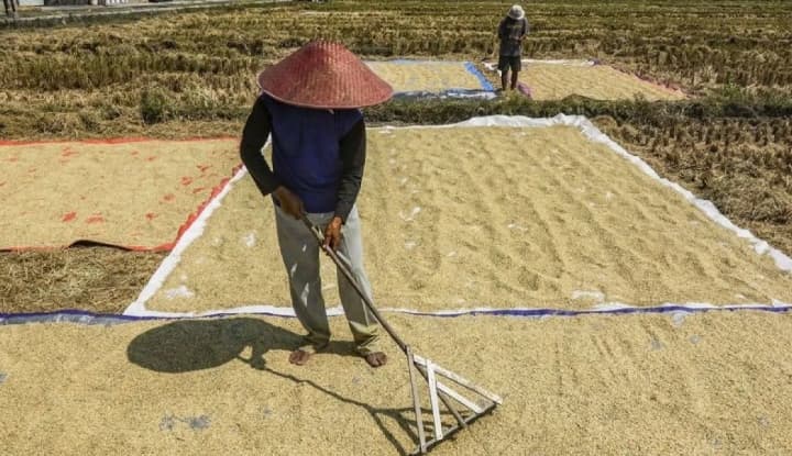 Bapanas Sebut Harga Gabah Petani Tembus Rp7.000 per Kilogram dan Melampaui HPP