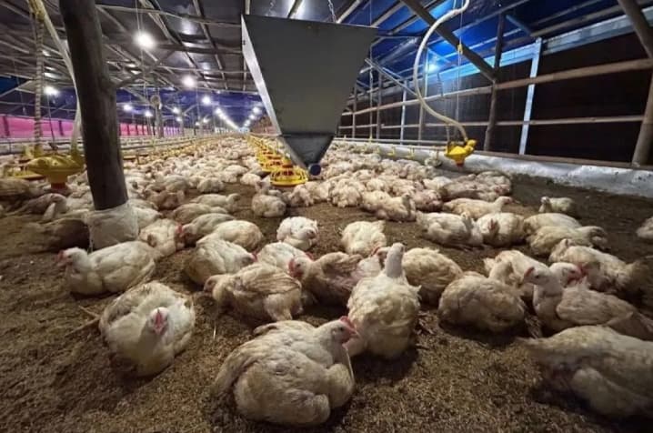 Anggota DPR Dukung Langkah Kementan Stabilkan Harga Ayam Demi Kesejahteraan Peternak