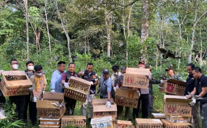 Sebanyak 977 Burung Hasil Sitaan di Bakauheni Dilepasliarkan ke Habitat Alaminya