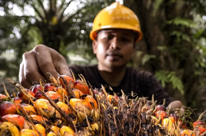 Akademisi Menilai Ekonomi Sirkular Industri Sawit Perlu Diperkuat untuk Dorong Nilai Tambah