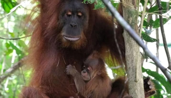 Survei Kemenhut Ungkap Populasi Orangutan Sumatera Capai 11.694 Individu, Orangutan Tapanuli Sebanyak 716 Ekor