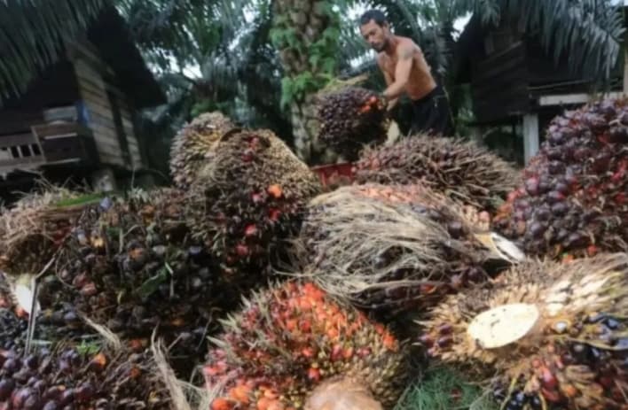 Harga TBS Kelapa Sawit Petani Riau Naik Menjadi Rp3.846 per Kilogram pada Periode 22-28 Juli 2026