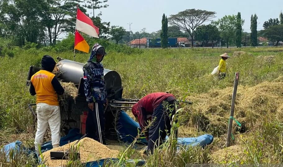 Bulog Cirebon Serap 257.832 Ton Gabah, Stok CBP Diklaim Aman hingga Lebaran Tahun Depan
