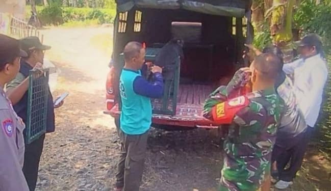 Kemenhut Berhasil Selamatkan Lutung Jawa Peliharaan Warga di Bondowoso untuk Proses Rehabilitasi