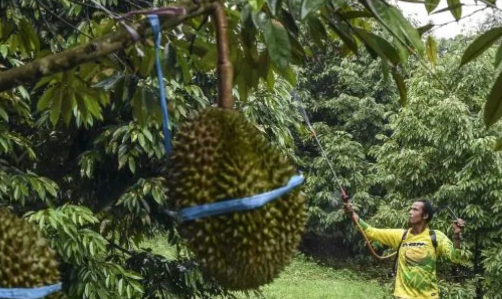 Sekda Kaur Optimistis Padang Guci Hulu Berkembang Menjadi Sentra Durian Premium di Bengkulu