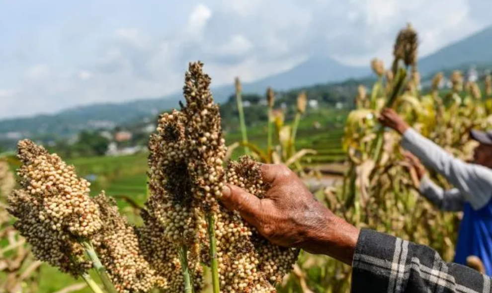 Pakar Usulkan Bioetanol Berbasis Sorgum agar Tidak Ganggu Ketahanan Pangan