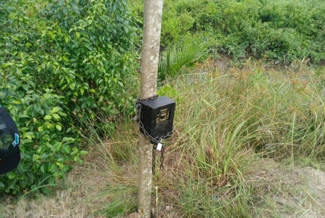 BBKSDA Riau Pasang Kamera Jebak untuk Pantau Kemunculan Harimau di Indragiri Hilir