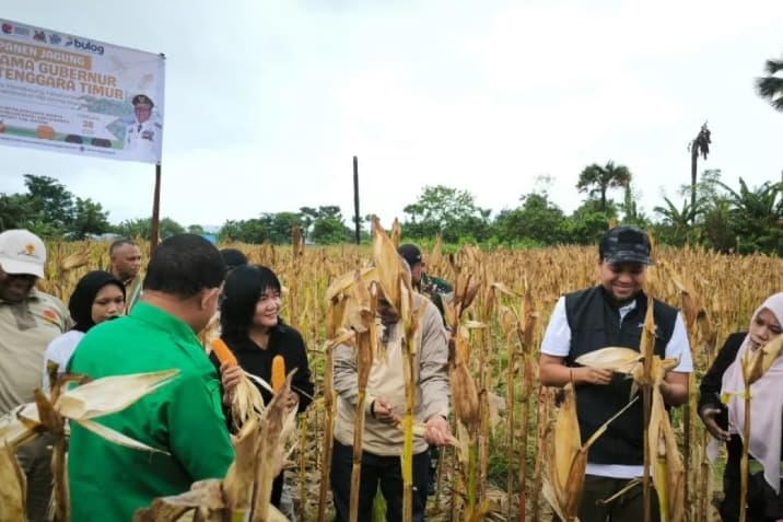 Bulog NTT Serap 2.330 Ton Jagung Petani untuk Dukung Industri Peternakan