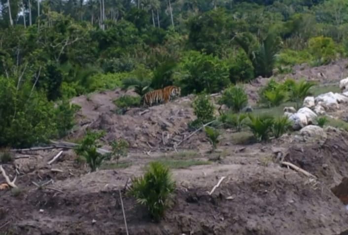 BBKSDA Riau Pantau Pergerakan Harimau Sumatra di Indragiri Hilir dengan Kamera Jebak dan Drone