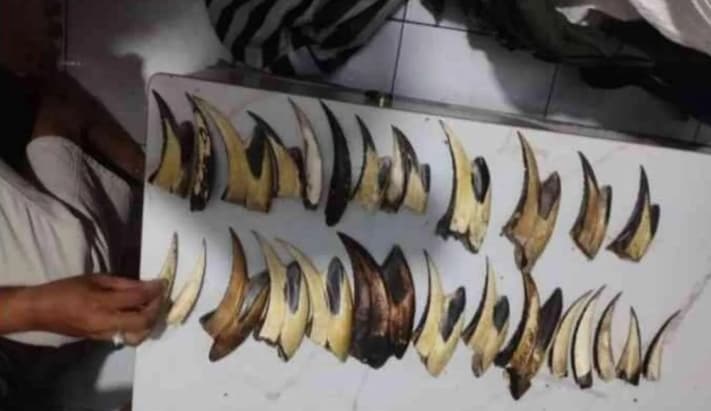 Kemenhut Tangkap Pengedar Sisik Trenggiling dan Paruh Rangkong di Padang