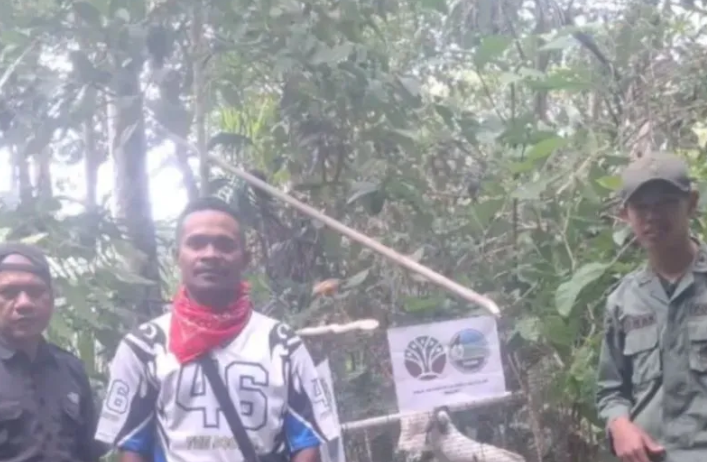 BKSDA Maluku Lepasliarkan Dua Burung Kakaktua Koki ke Habitat Alami di Kepulauan Aru