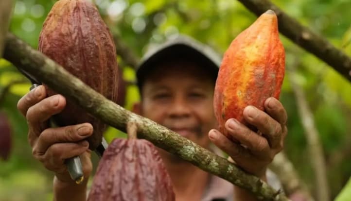 Kemendag Sebut Cuaca Buruk dan El Nino Picu Lonjakan Harga Referensi Biji Kakao