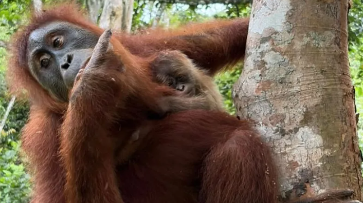 Bayi Orang Utan Sumatra Lahir di Cagar Alam Jantho Aceh, Jadi Harapan Baru Konservasi