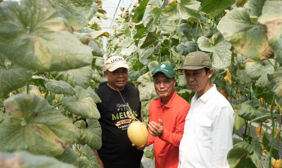 Bumkal Sumberharjo Prambanan Sukses Kembangkan Budi Daya Melon Premium di Tanah Kas Kalurahan