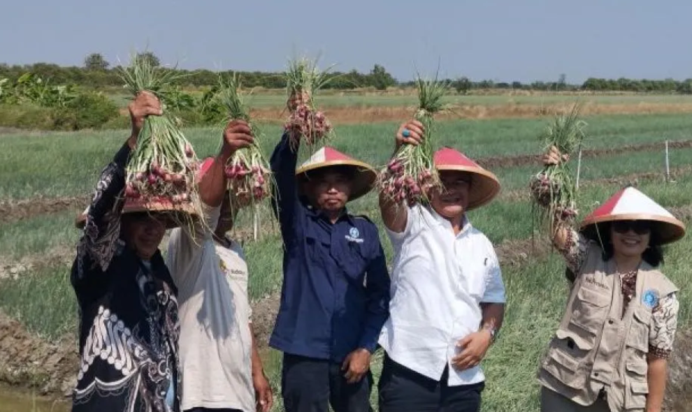IPB Diharapkan Mampu Atasi Penyakit "Janda Pirang" yang Serang Bawang Merah di Demak