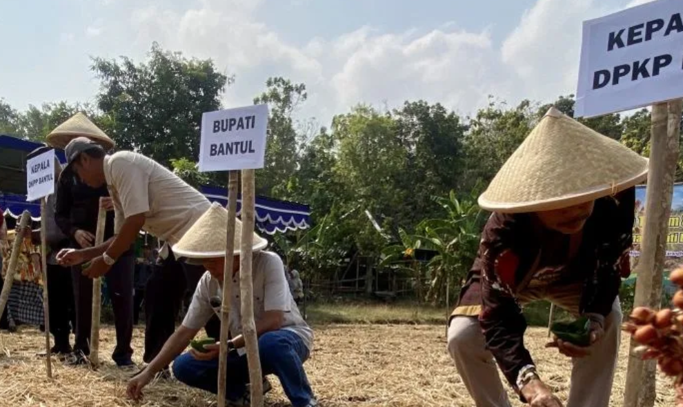 Pemkab Bantul Gencarkan Budidaya Sorgum sebagai Alternatif Pengganti Beras