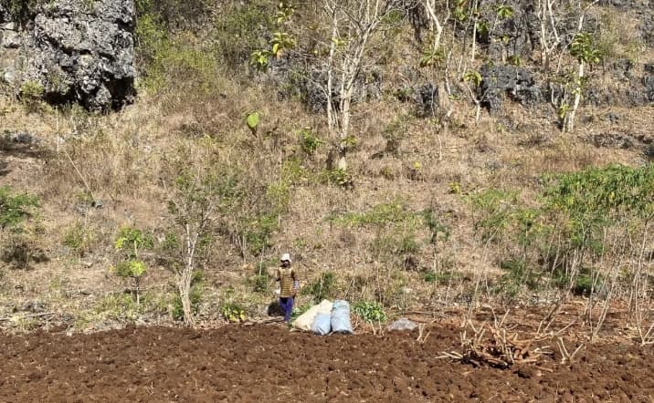 Pemkot Jakarta Utara Arahkan Petani Tanam Pangan Tahan Kekeringan Hadapi Musim Kemarau