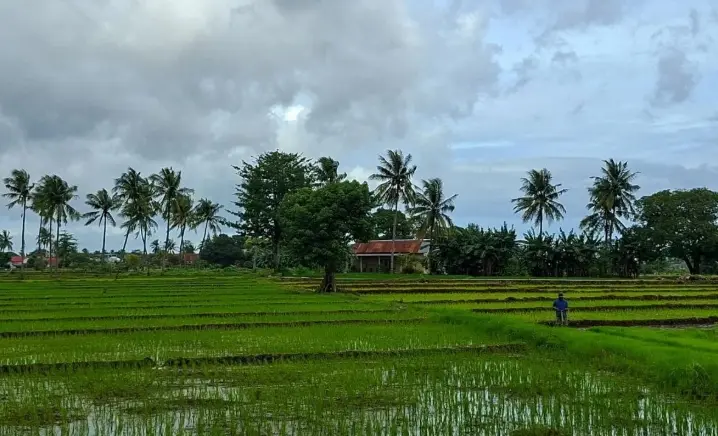 BPS Catat Nilai Tukar Petani Naik ke Level 127,84 pada Juli 2026